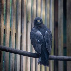 Cascades Raptor Center - Swainson's Hawk