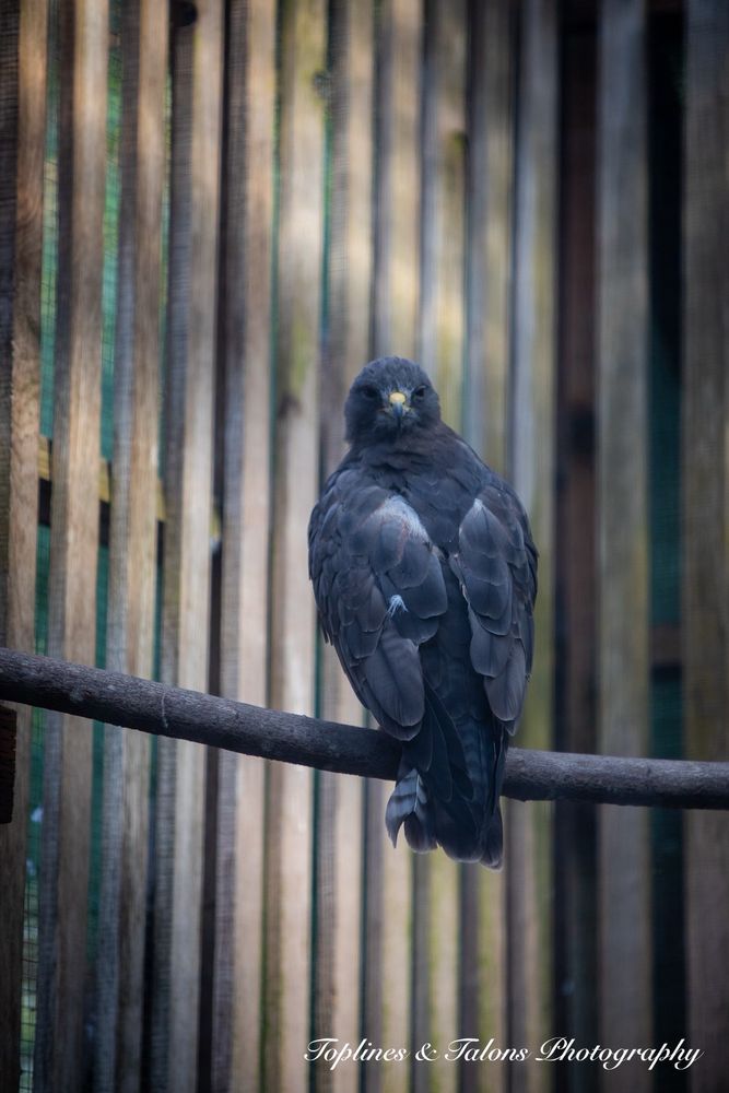 Cascades Raptor Center