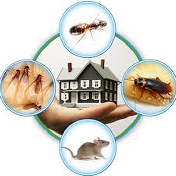 On the Spot Pest Control - Possible problems - Pest Control Near Me On the Spot Pest Control - Possible problems - Pest Control Near Me