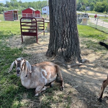 Conant Apple Orchards - Goats - Farms Near Me - Etna, Maine