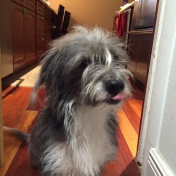 305Doggie - Robert - Pet Sitting Near Me
