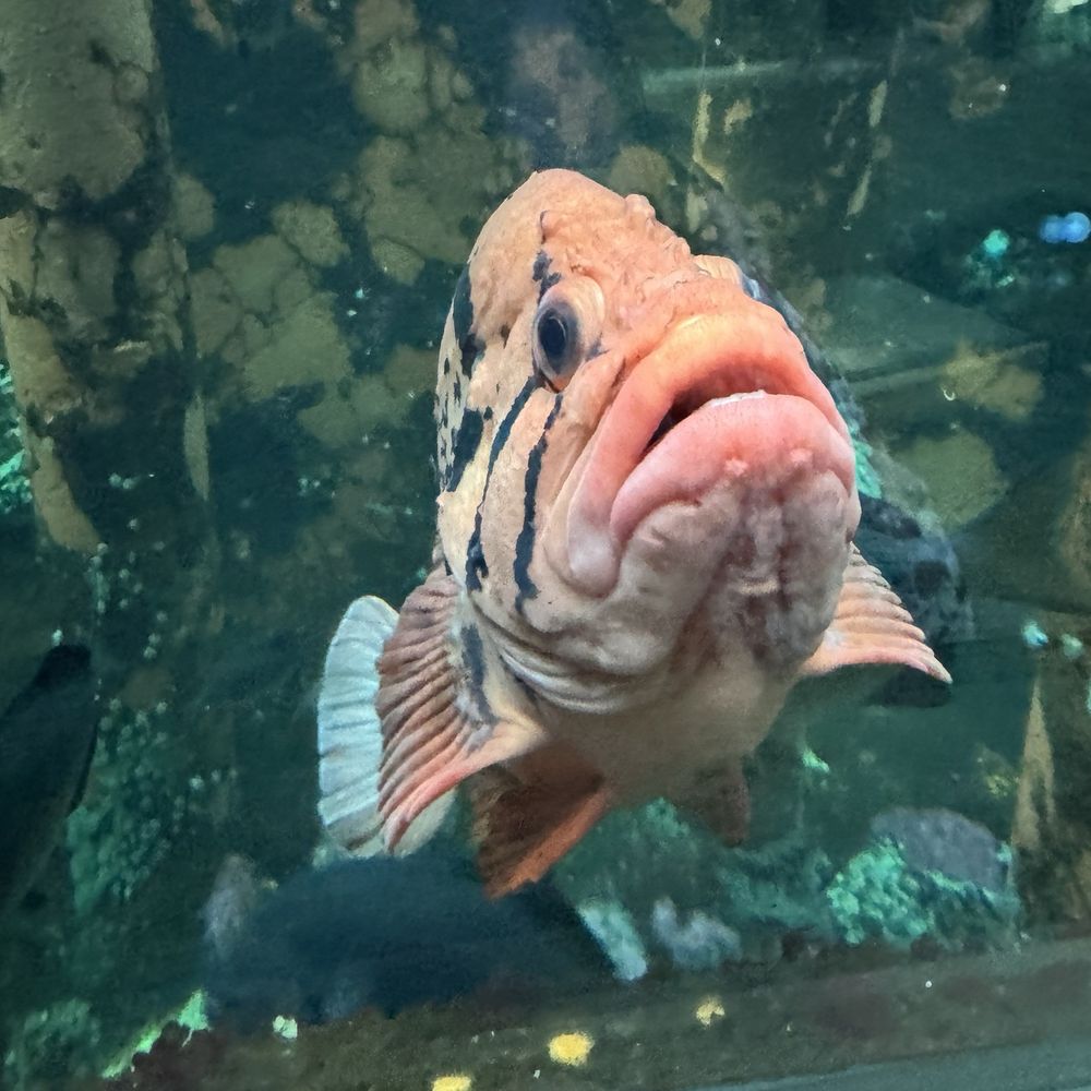 Seattle Aquarium - Aquariums Near Me - Seattle, Washington Seattle Aquarium - Aquariums Near Me - Seattle, Washington