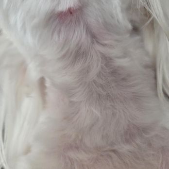 The Mutt Puddle - My little 5lb baby was cut under her neck & belly. READ MY REVIEW!!! - Pet Groomers Near Me - Allen, Texas The Mutt Puddle - My little 5lb baby was cut under her neck & belly. READ MY REVIEW!!! - Pet Groomers Near Me - Allen, Texas
