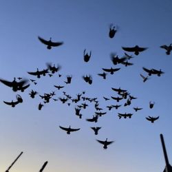 M.O.A. Waterfowl Outfitters
