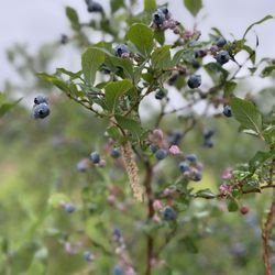Bisacky Blueberry Farm