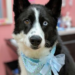 1st Class Pet Grooming - Crocket (Bear dog) Sweet as Pie