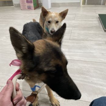 Oasis Pet Clinic - dogs - Veterinarians Near Me - Fullerton, California Oasis Pet Clinic - dogs - Veterinarians Near Me - Fullerton, California