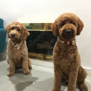 The Spaw - After - Pet Groomers Near Me - Tustin, California