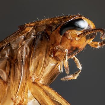 Dixie Exterminators - Ugly. Plus they carry diseases, allergens and can wreak havoc on electrical systems. - Pest Control Near Me - Marietta, Georgia