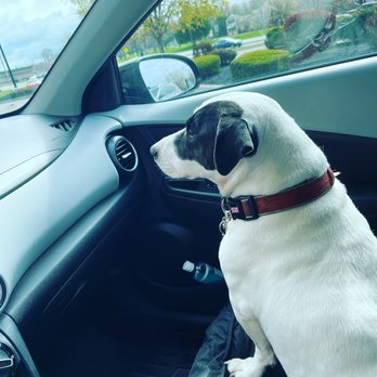 Pet Supplies Plus Chili - After the grooming, waiting for a puppacino - Pet Stores Near Me - Rochester, New York