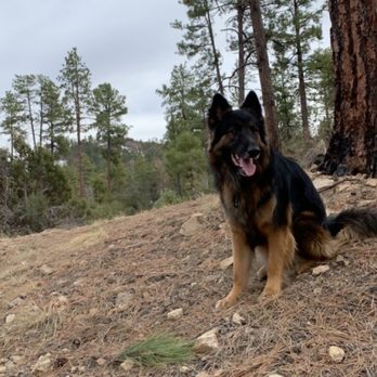 New River Veterinary Hospital - Kenai. My boy - Veterinarians Near Me - New River, Arizona New River Veterinary Hospital - Kenai. My boy - Veterinarians Near Me - New River, Arizona
