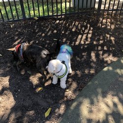 S Street Dog Park - Hello?