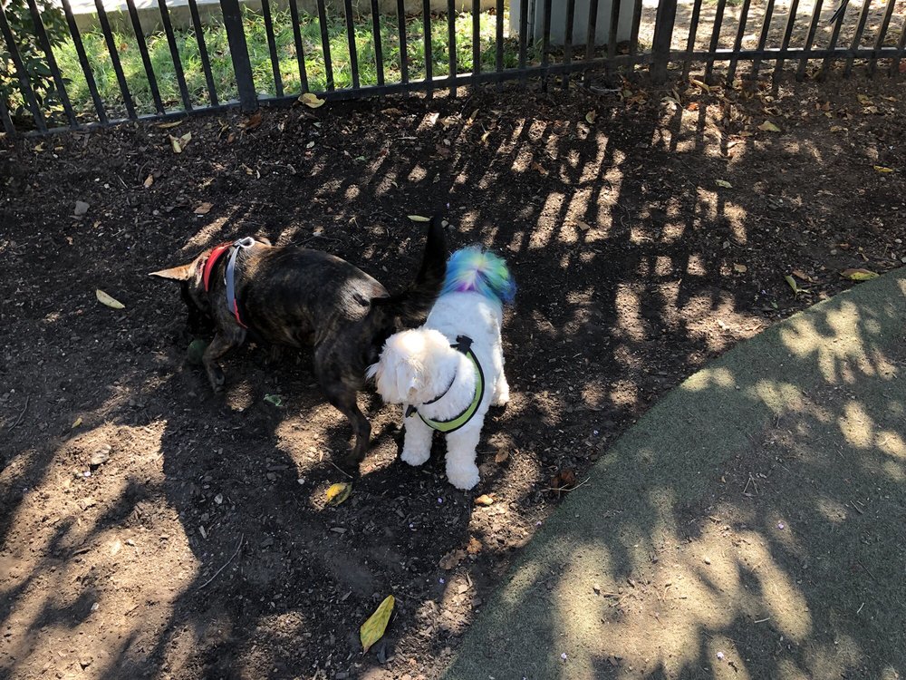S Street Dog Park