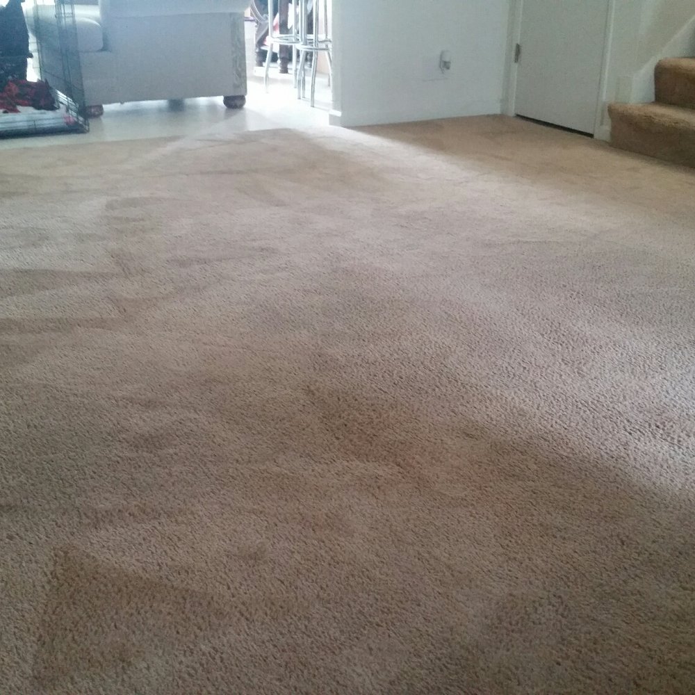 Tarantino Carpet Cleaning - My dog used this carpet for potty training an you'd never know by the way it looks an smells. Thanks Tony! - Carpet Cleaning Near Me Tarantino Carpet Cleaning - My dog used this carpet for potty training an you'd never know by the way it looks an smells. Thanks Tony! - Carpet Cleaning Near Me