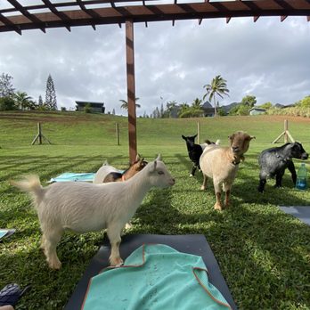 808 Goat Yoga - Yoga Near Me - Kilauea, Hawaii
