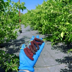 Passion Gardens - Mulberry