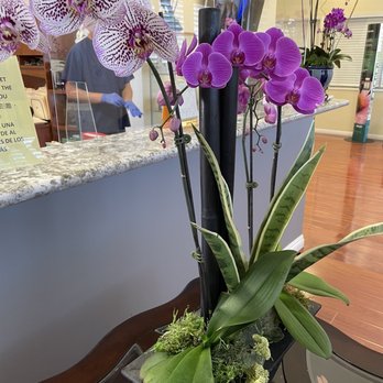 Paul Chen, DC - Beautiful orchid - Chiropractors Near Me - San Gabriel, California Paul Chen, DC - Beautiful orchid - Chiropractors Near Me - San Gabriel, California