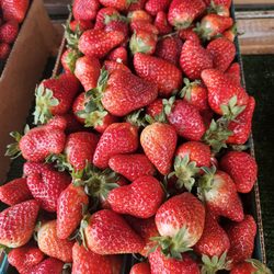 FL Strawberries - Best strawberries ever
