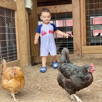 Davis Farmland - Hanging out with the free roaming chickens. - Amusement Parks Near Me - Sterling, Massachusetts Davis Farmland - Hanging out with the free roaming chickens. - Amusement Parks Near Me - Sterling, Massachusetts