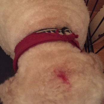 Barkingham Palace LLC - Cut on forehead - Pet Groomers Near Me - Metuchen, New Jersey