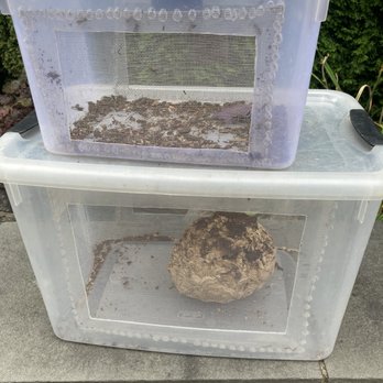 Bee’s Knees Apiaries - Pest Control Near Me