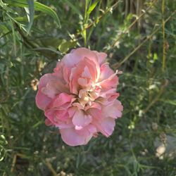 Rockview Nature Park - Peony?