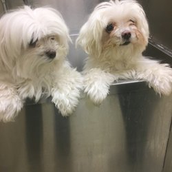 Grooming At Orchard Grove