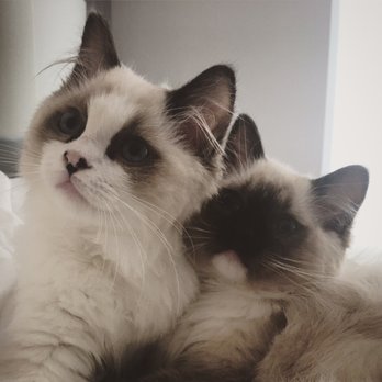 AdorableDolls Ragdolls - Pet Breeders Near Me AdorableDolls Ragdolls - Pet Breeders Near Me