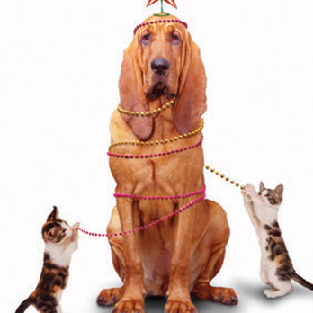 Eggers Dog Training - Pet Training Near Me Eggers Dog Training - Pet Training Near Me