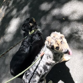 Walk and Roll Pet Care - Have multiple dogs? Even better! Our walk prices are per family, not per dog so no additional charges for multiple pets! - Dog Walkers Near Me Walk and Roll Pet Care - Have multiple dogs? Even better! Our walk prices are per family, not per dog so no additional charges for multiple pets! - Dog Walkers Near Me