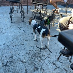 Dog friendly