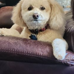 The Pet Spoiler - Charlie