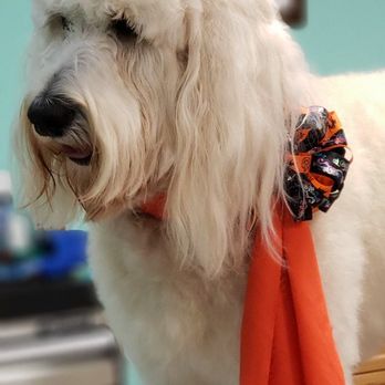 Rainbow Paws Pet Salon - Pet Groomers Near Me - Austin, Texas Rainbow Paws Pet Salon - Pet Groomers Near Me - Austin, Texas