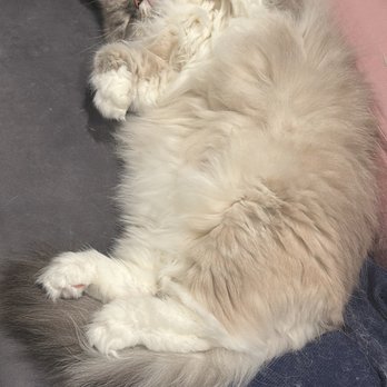 BlueEyedFrisco - Pet Adoption Near Me
