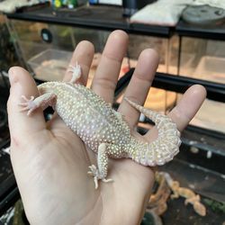 Pet's World - Luna