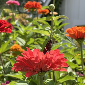 Julep Kitchen - Flowers and butterflies - American Near Me - Dillard, Georgia