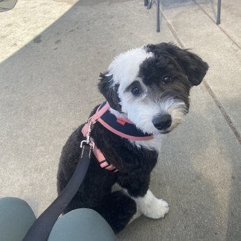 Cruise Coffee Cafe - Dog friendly patio :) - Cafes Near Me - Scotts Valley, California
