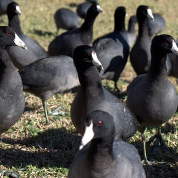 Mike Ward Community Park - The American Coot like to approach me, even though I am not feeding them. They practically walked into my lap. - Parks Near Me - Irvine, California Mike Ward Community Park - The American Coot like to approach me, even though I am not feeding them. They practically walked into my lap. - Parks Near Me - Irvine, California