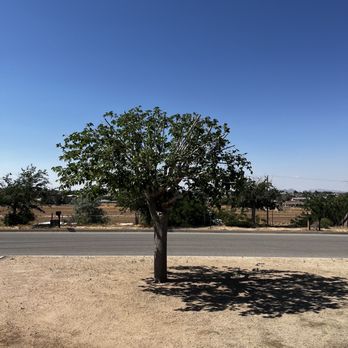 JS Tree Care - All done and a happy tree! - Tree Services Near Me - Hesperia, California JS Tree Care - All done and a happy tree! - Tree Services Near Me - Hesperia, California
