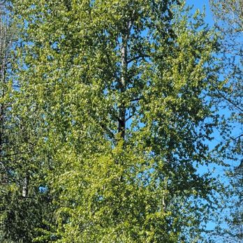 Larson Logging & Tree Service - Tree Services Near Me - Puyallup, Washington Larson Logging & Tree Service - Tree Services Near Me - Puyallup, Washington