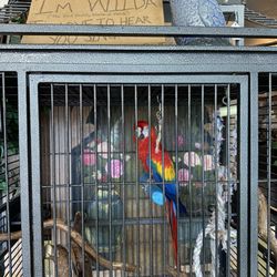 Lloyds of Lakeland Antiques - Wilda the resident parrot (NOT friendly)