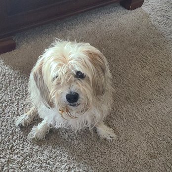Furry Friends - This is Izzy before. - Pet Groomers Near Me - Worth, Illinois Furry Friends - This is Izzy before. - Pet Groomers Near Me - Worth, Illinois