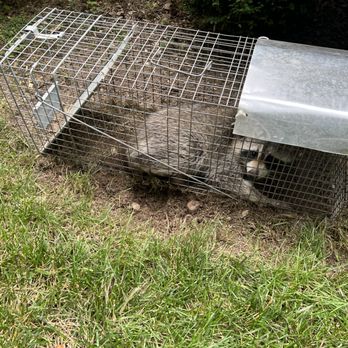 Mount Vernon Pest Control - Raccoon - Pest Control Near Me