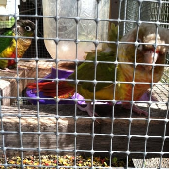 Lavender Ridge Farms - Resident lovebirds love when you talk sweet to them :) - Nurseries & Gardening Near Me - Gainesville, Texas Lavender Ridge Farms - Resident lovebirds love when you talk sweet to them :) - Nurseries & Gardening Near Me - Gainesville, Texas
