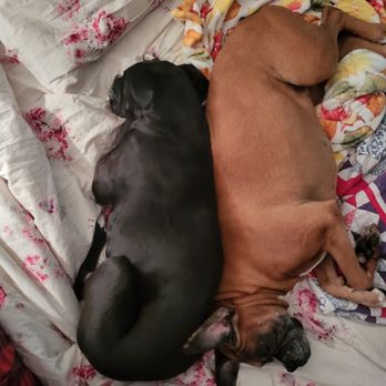 The Pet Clinic - her sister they have been together from birth bday 2/9 made it to 10 years - Veterinarians Near Me - Chula Vista, California