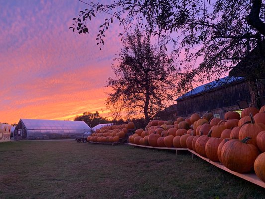McKenzie's Farm by null