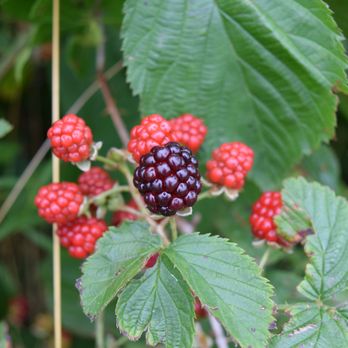 Whale Rock Trail - Wild berries - Hiking Near Me - Narragansett, Rhode Island Whale Rock Trail - Wild berries - Hiking Near Me - Narragansett, Rhode Island