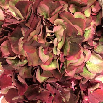 Clementine Flowers - Burgundy hydrangea is in! - Florists Near Me - Red Wing, Minnesota