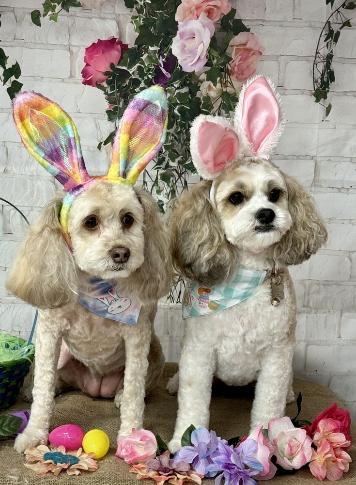 JENI’S ADVANCED GROOMING Updated September 2024 2850 Douglas St