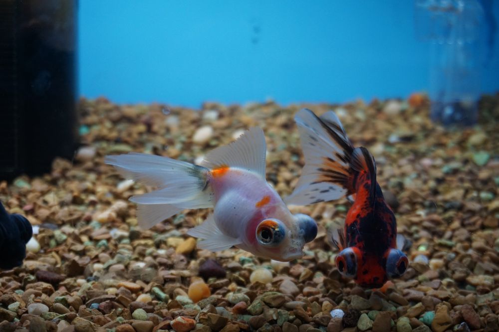 PARK AVENUE PET CENTER Updated October 2024 19 Photos & 12 Reviews